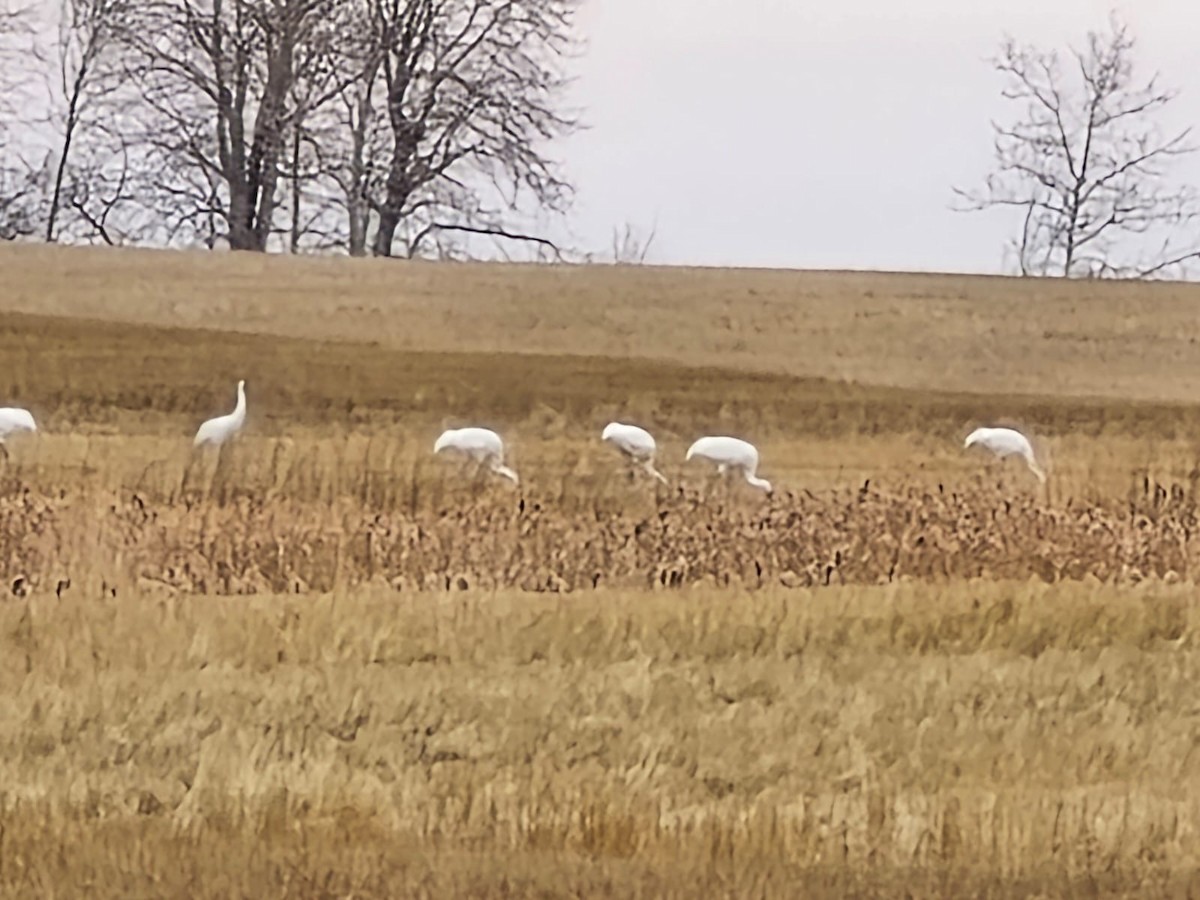 アメリカシロヅル - ML644668943