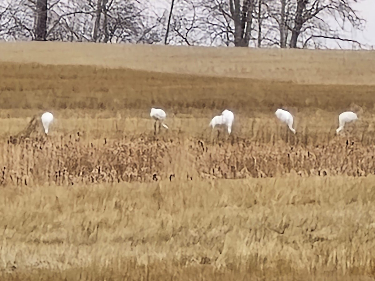 アメリカシロヅル - ML644668944