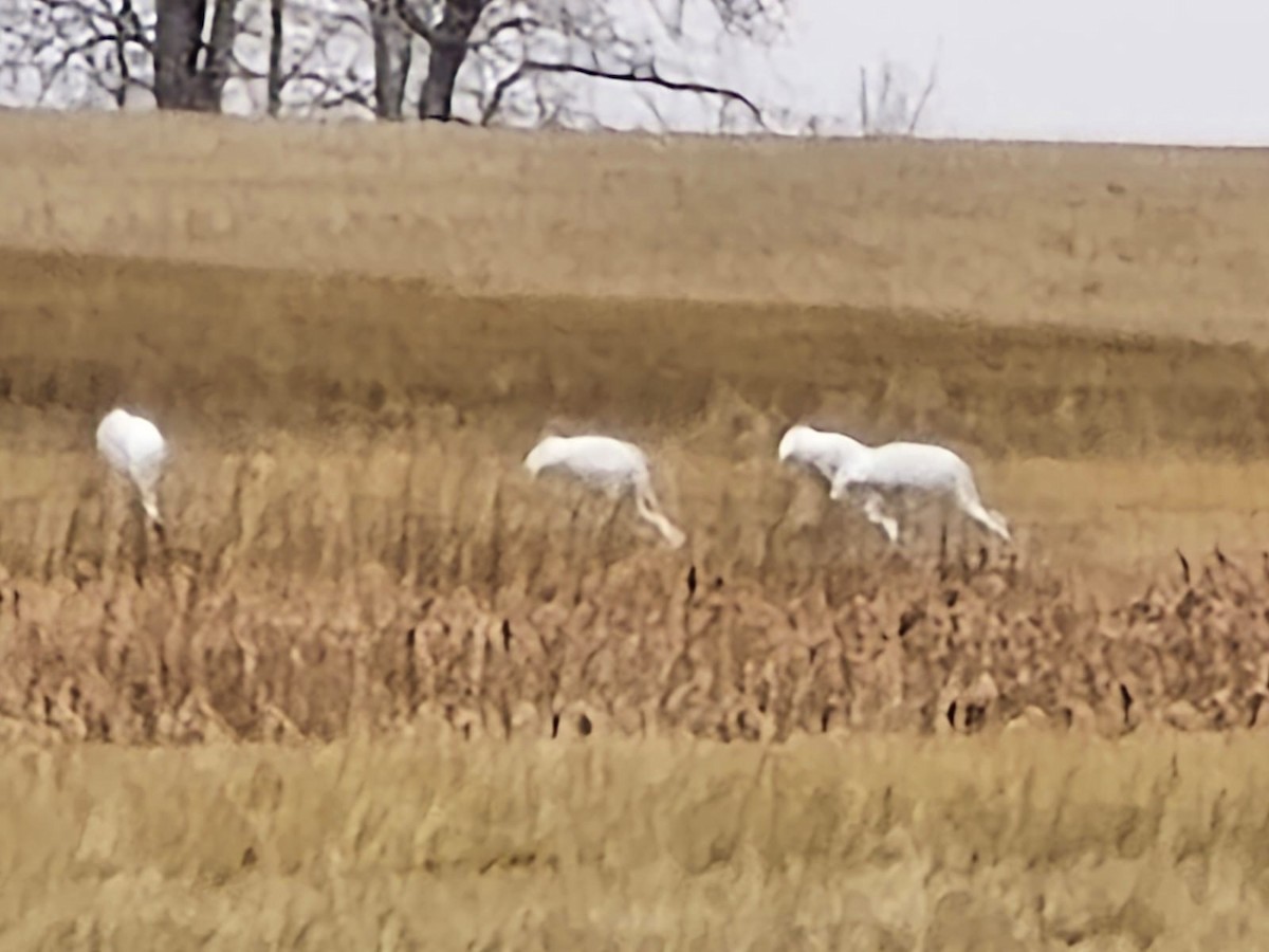 アメリカシロヅル - ML644668945