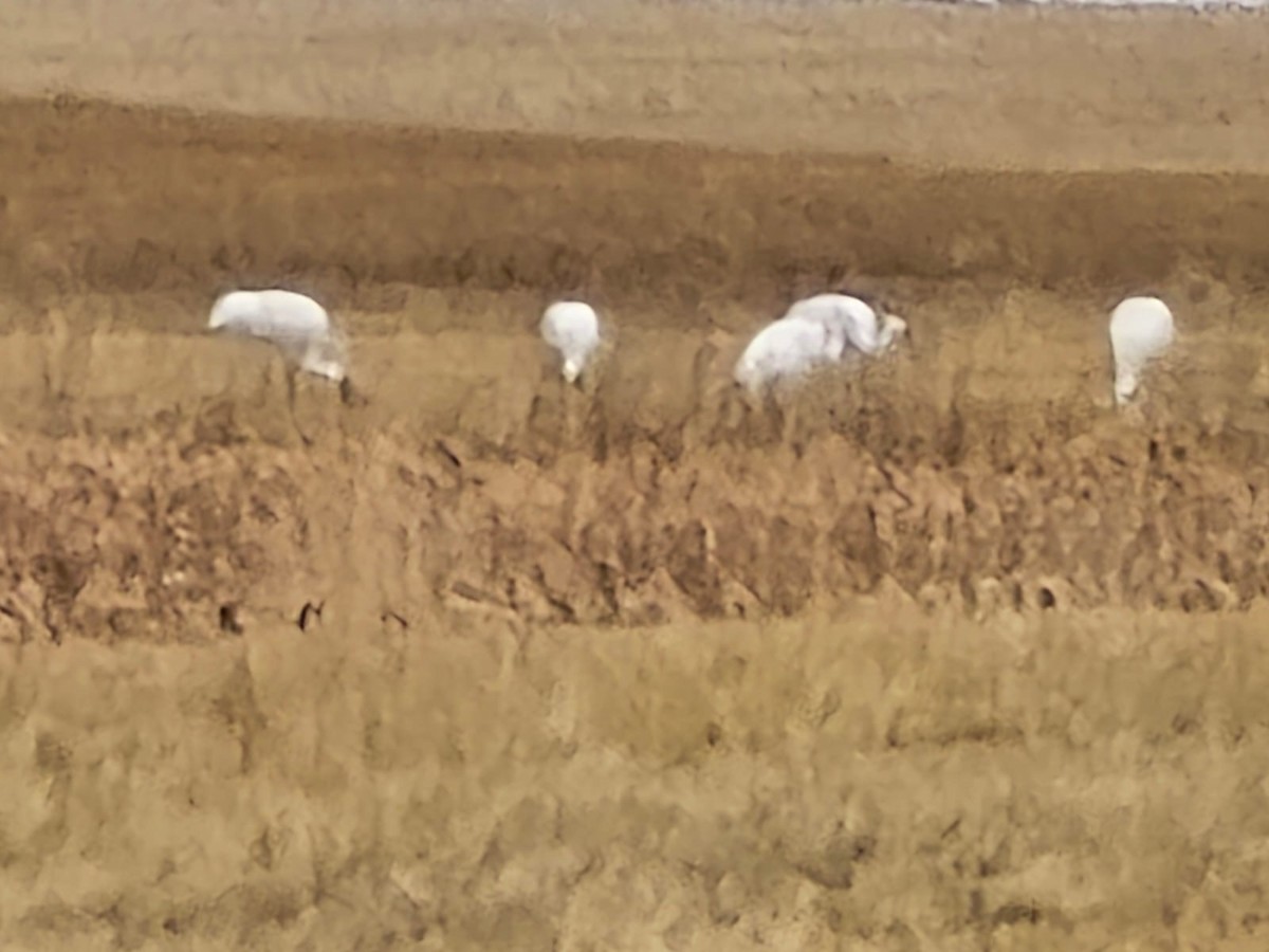 アメリカシロヅル - ML644668946