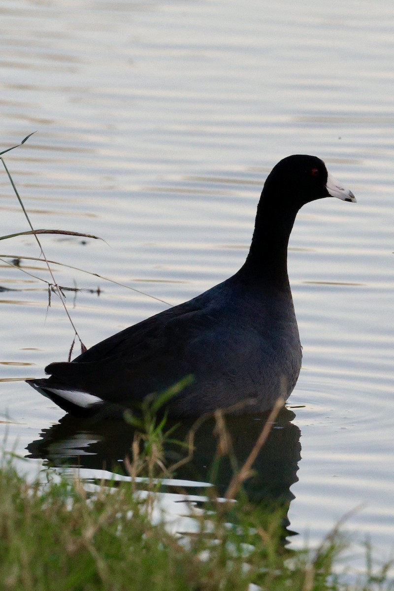 American Coot - ML644668947