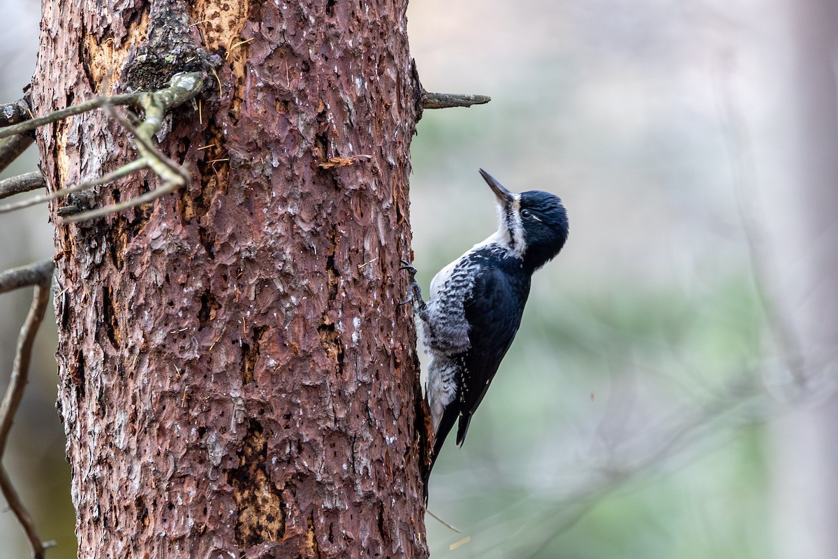 Black-backed Woodpecker - ML644668958