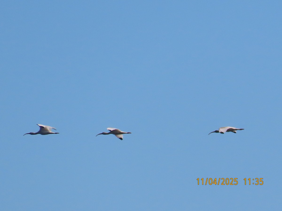 Ak Aynak - ML644668967