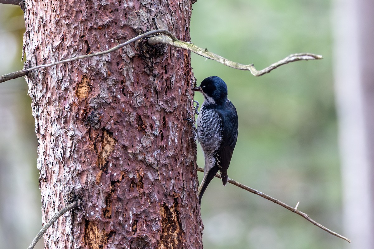Black-backed Woodpecker - ML644668968