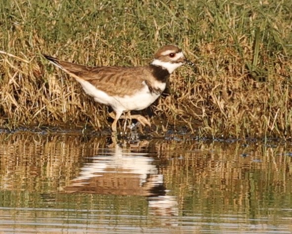 Killdeer - ML644668969