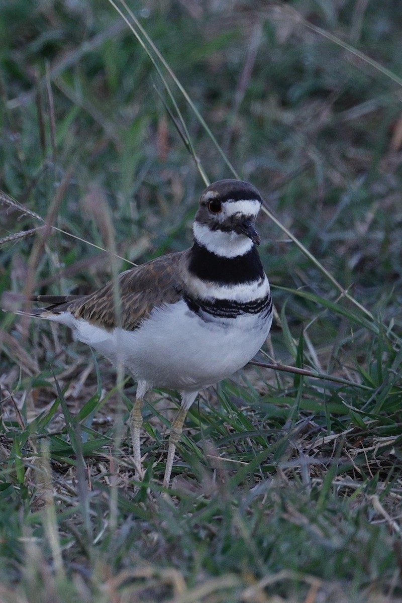 Killdeer - ML644668970