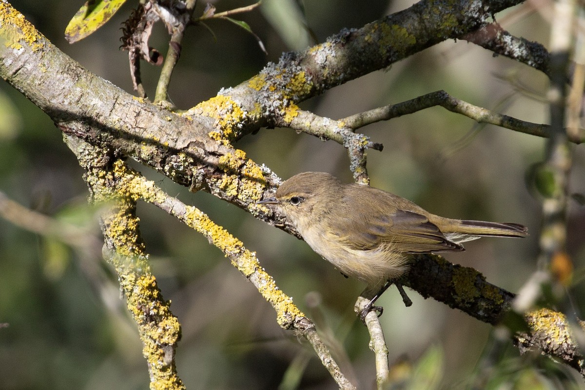 Mosquitero Común - ML644668972