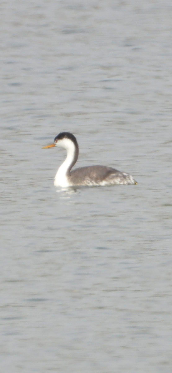 Clark's Grebe - ML644668981