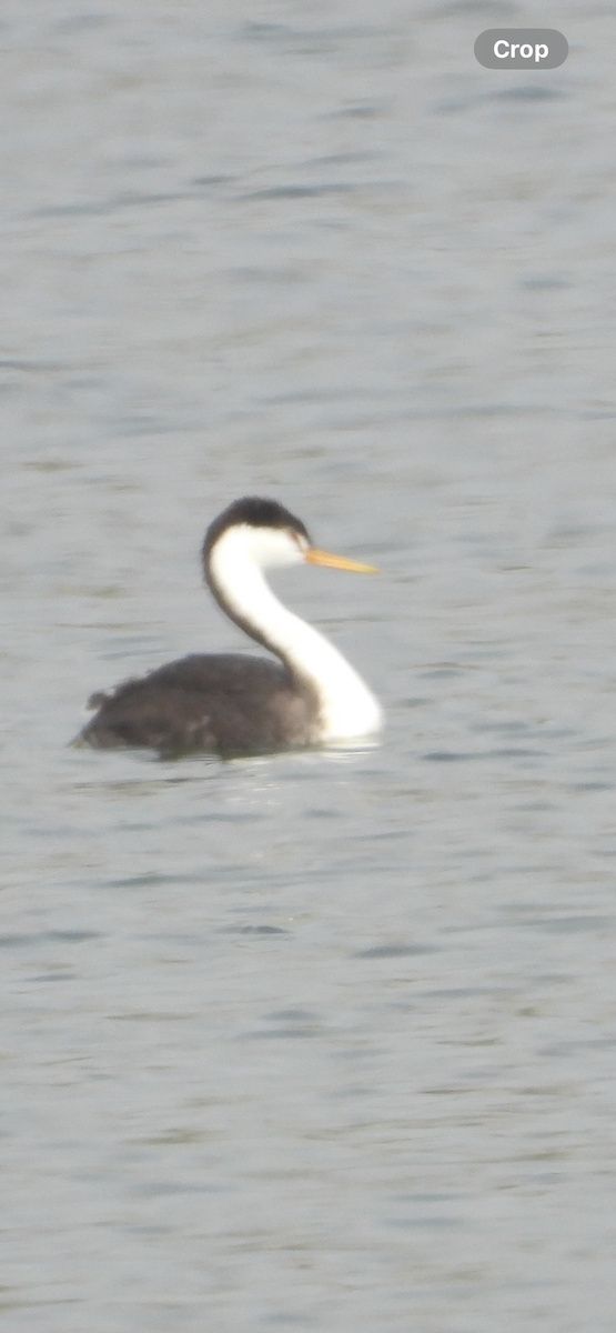 Clark's Grebe - ML644668982