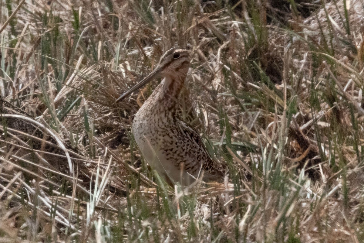 Magellanic Snipe - ML644668991
