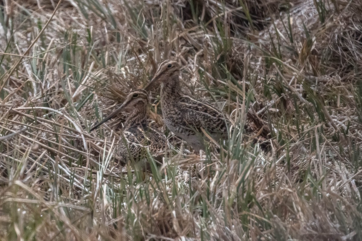 Magellanic Snipe - ML644668992