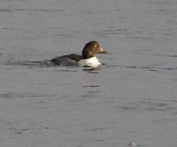 Murgilari islandiarra - ML644668993