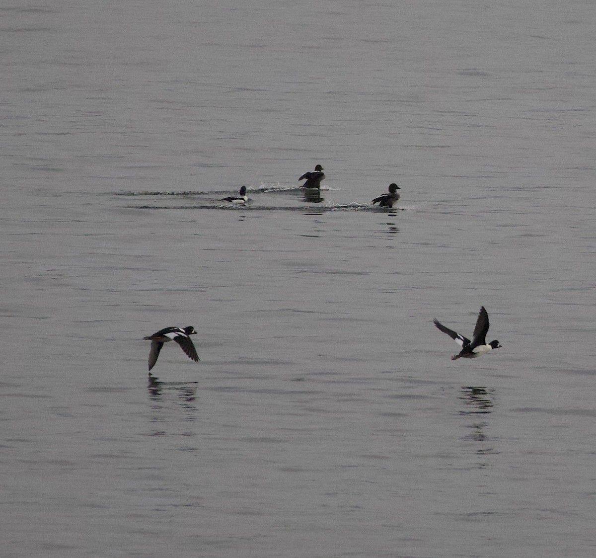 Murgilari islandiarra - ML644668995