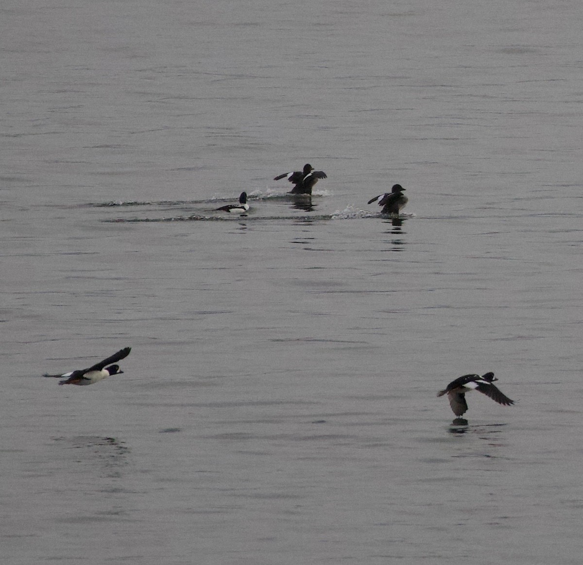 Murgilari islandiarra - ML644668996