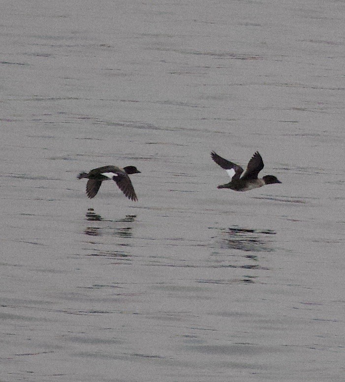 Murgilari islandiarra - ML644668997