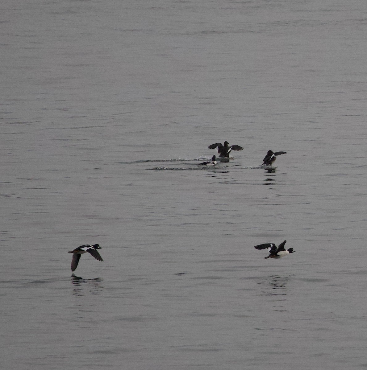 Murgilari islandiarra - ML644668998