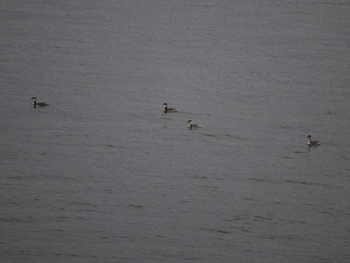 角鸊鷉 - ML644669000