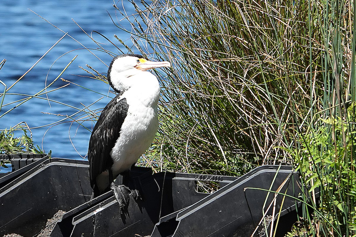 Pied Cormorant - ML644669001