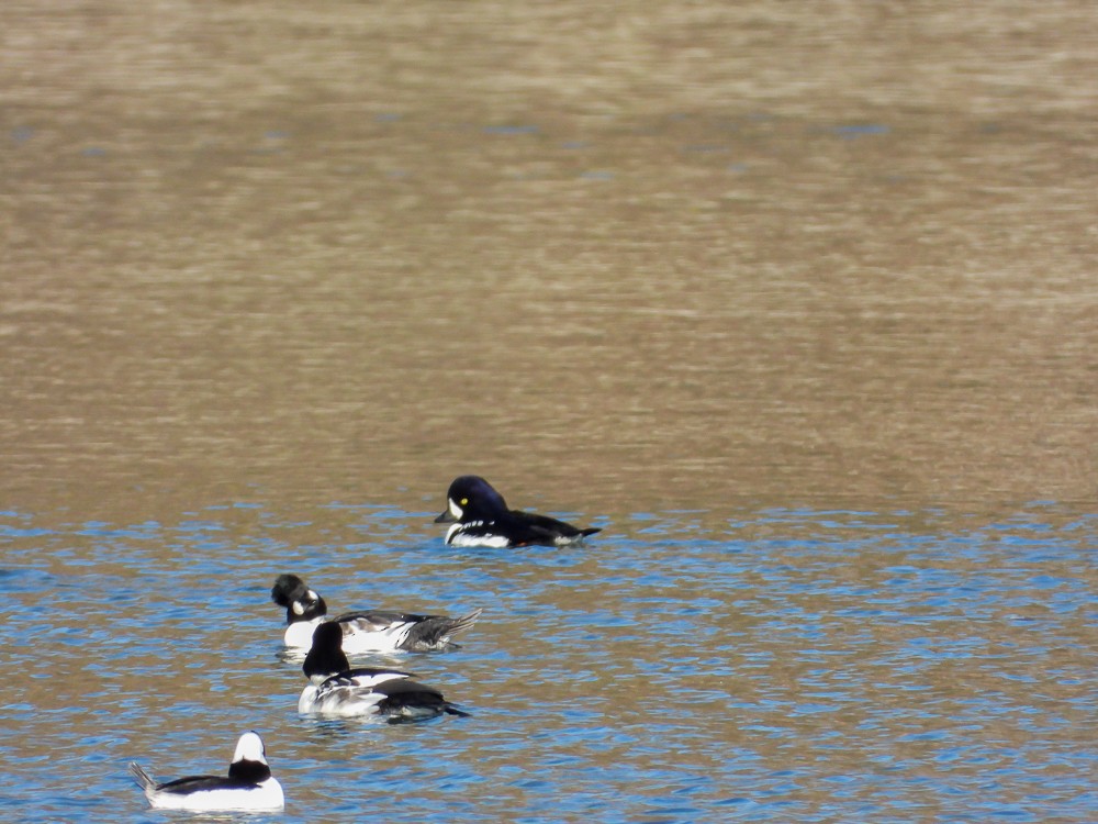 Murgilari islandiarra - ML644669004