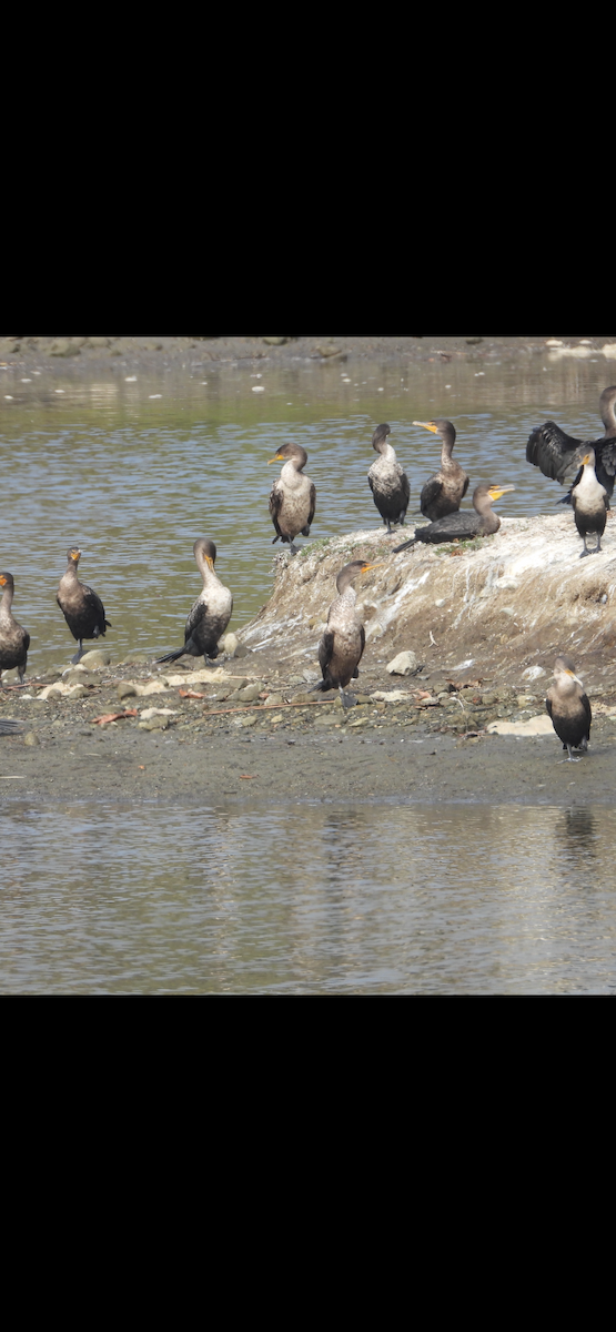 Double-crested Cormorant - ML644669008