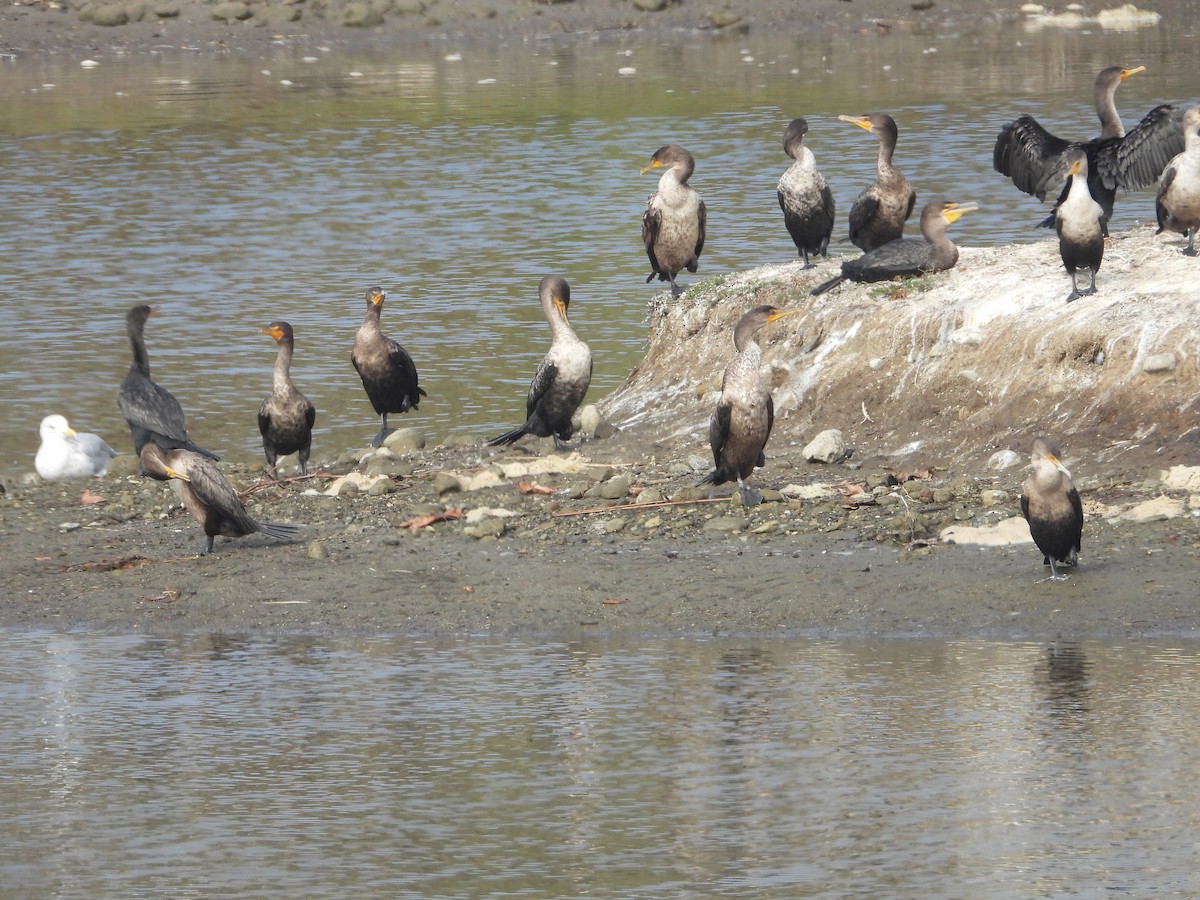 Double-crested Cormorant - ML644669009