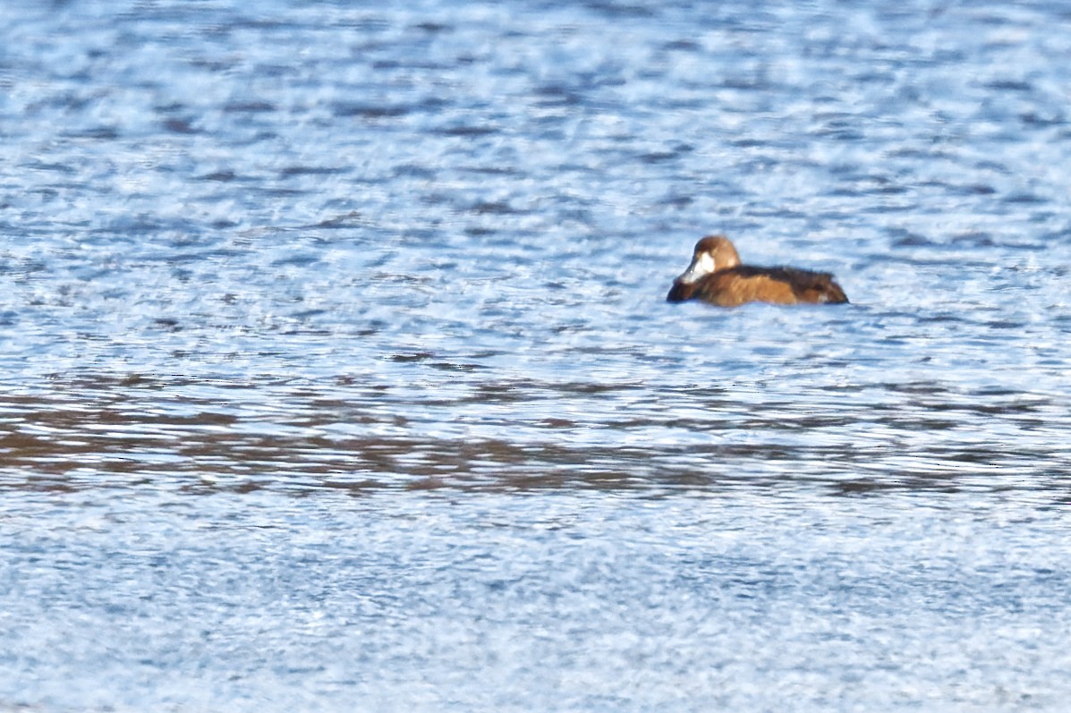 Fuligule milouinan - ML644669013