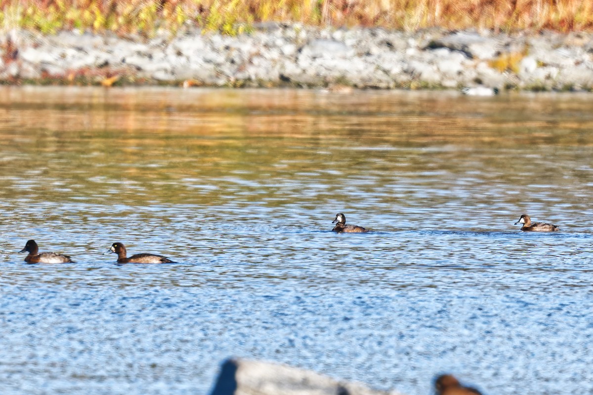 コスズガモ - ML644669017