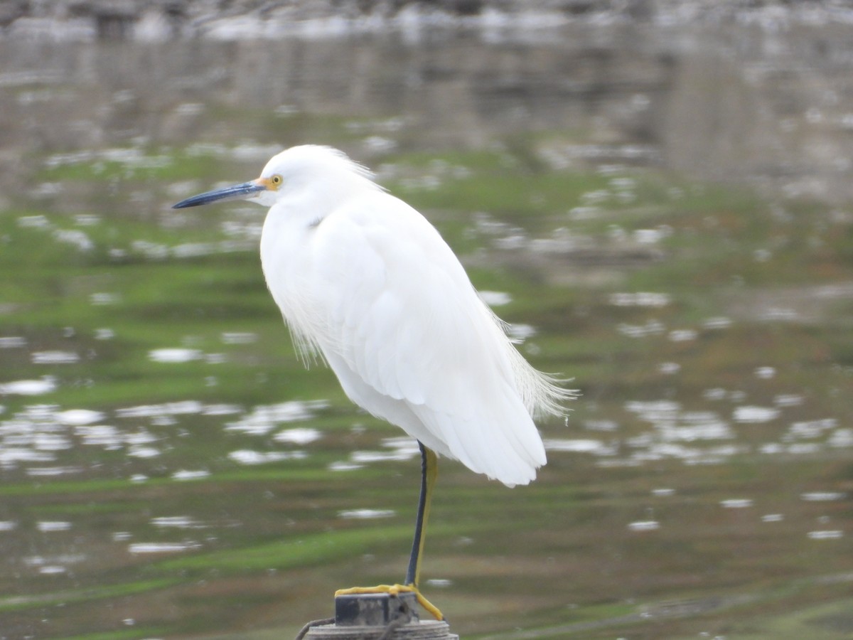Snowy Egret - ML644669025