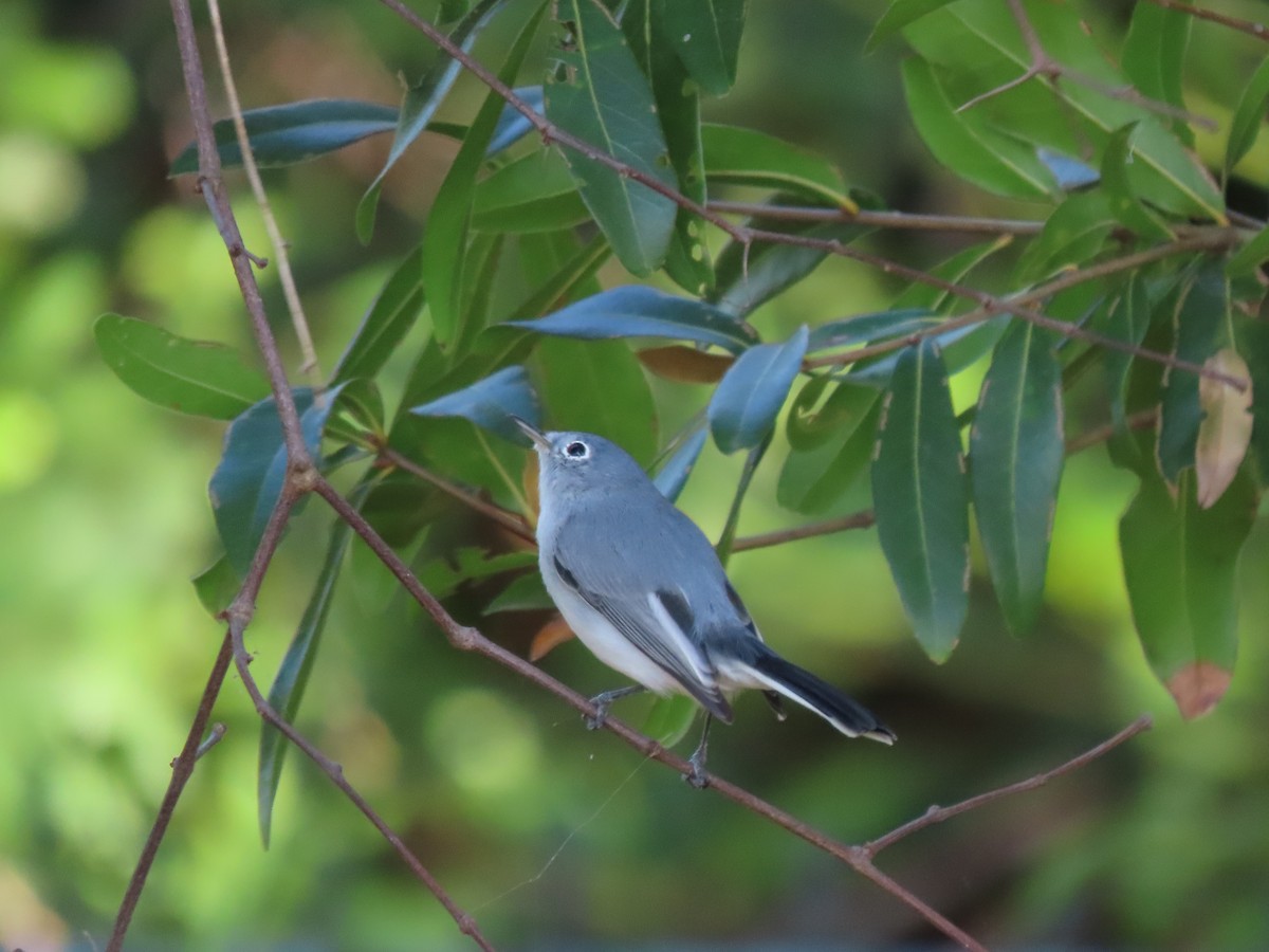Blue-gray Gnatcatcher - ML644669037