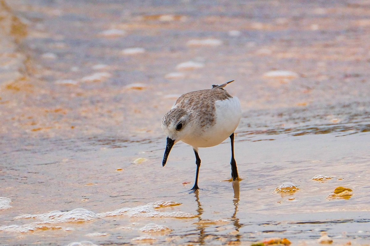 Sanderling - ML644669041