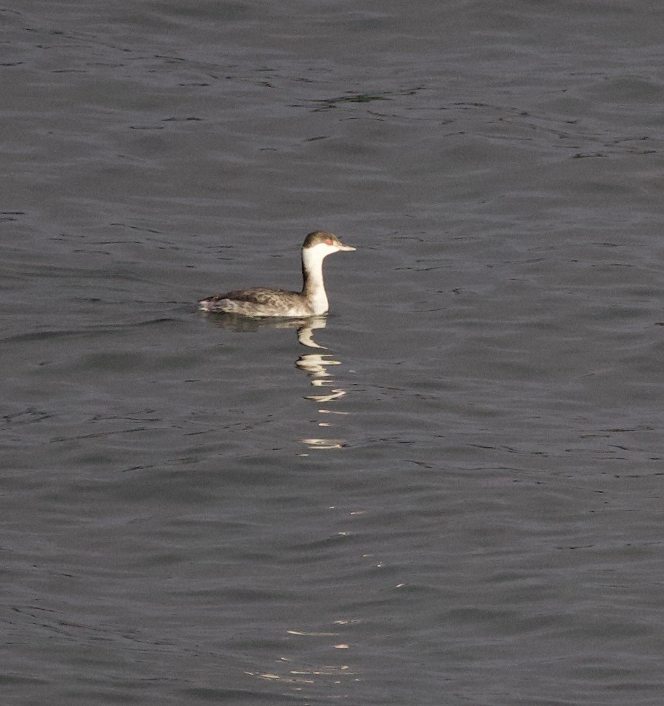 角鸊鷉 - ML644669044