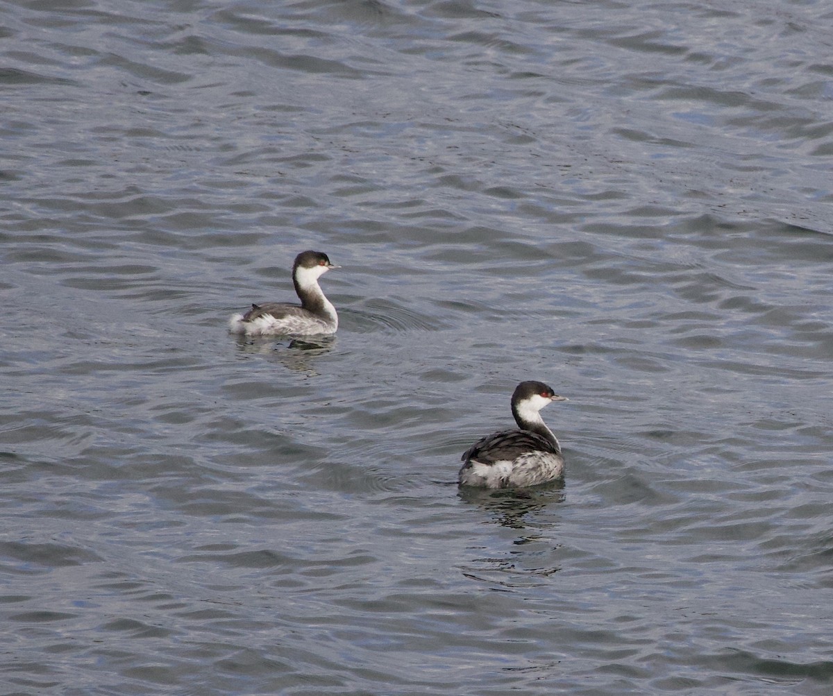 角鸊鷉 - ML644669045