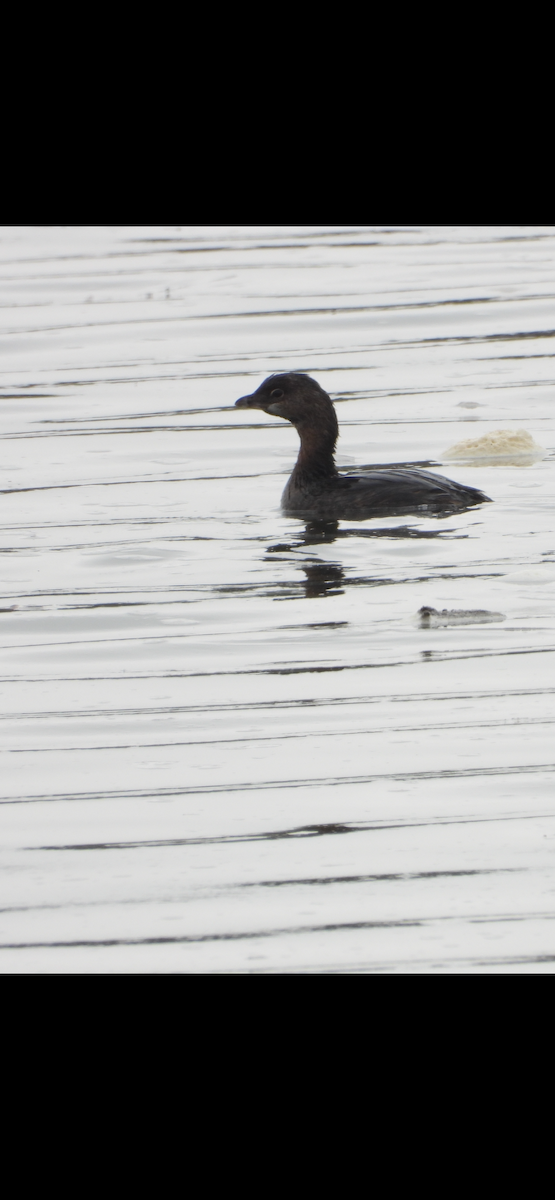 Pied-billed Grebe - ML644669050