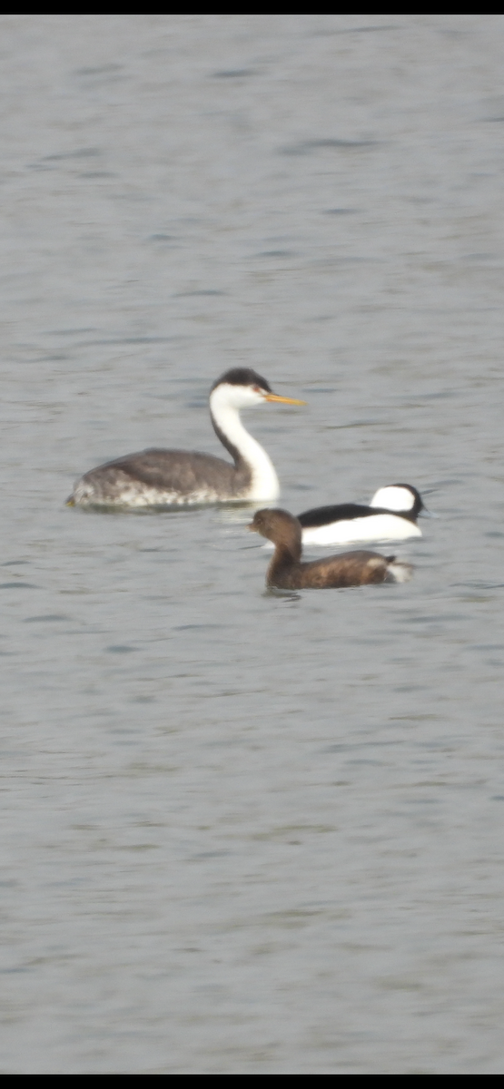 Pied-billed Grebe - ML644669051