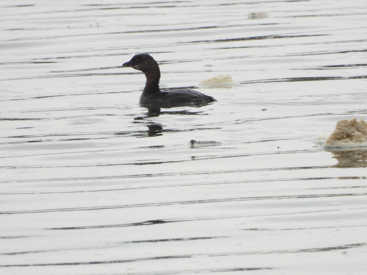 Pied-billed Grebe - ML644669052