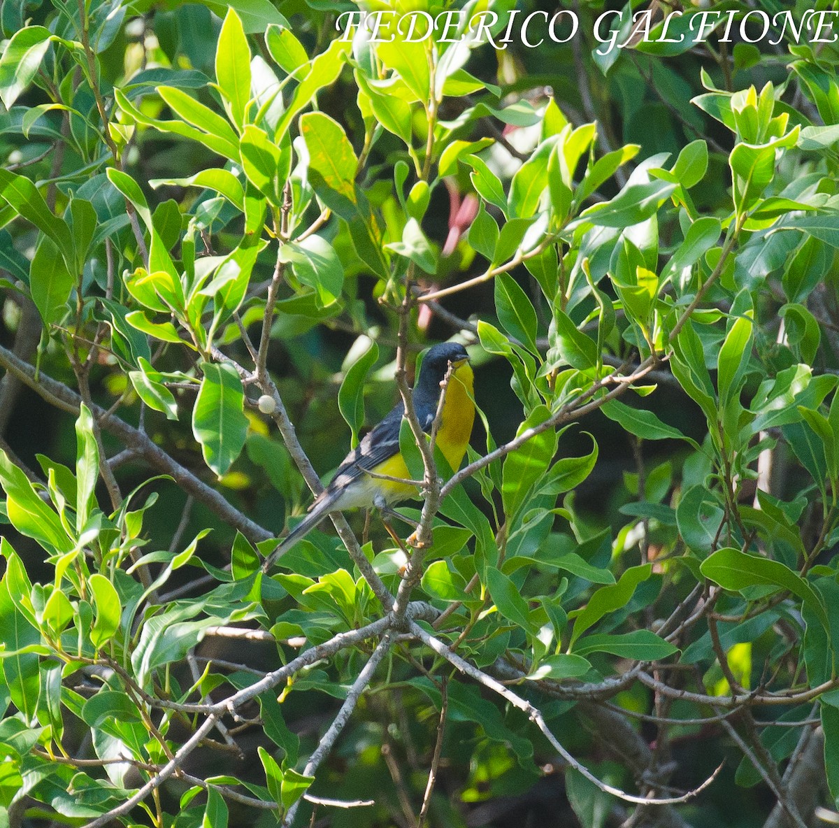Tropical Parula - ML644669054