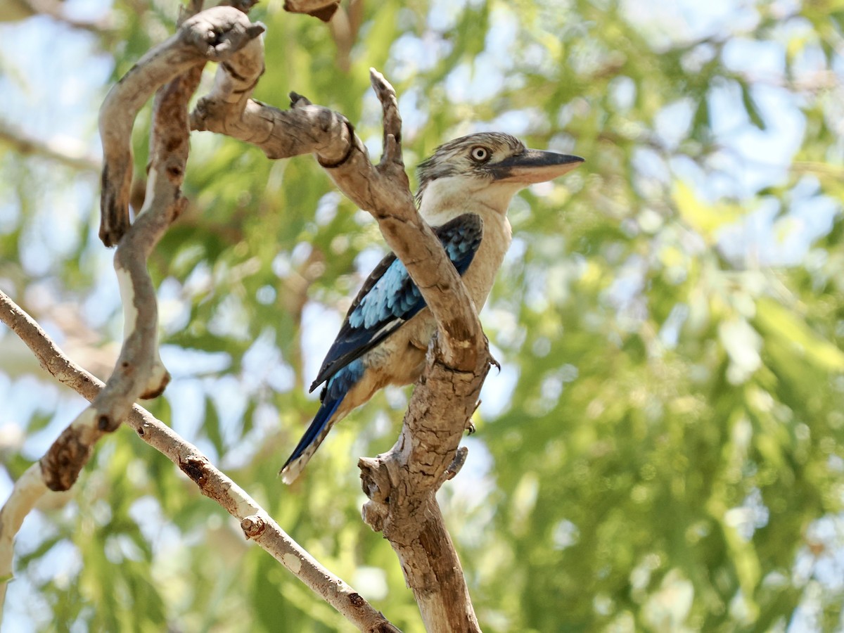 Blue-winged Kookaburra - ML644669055