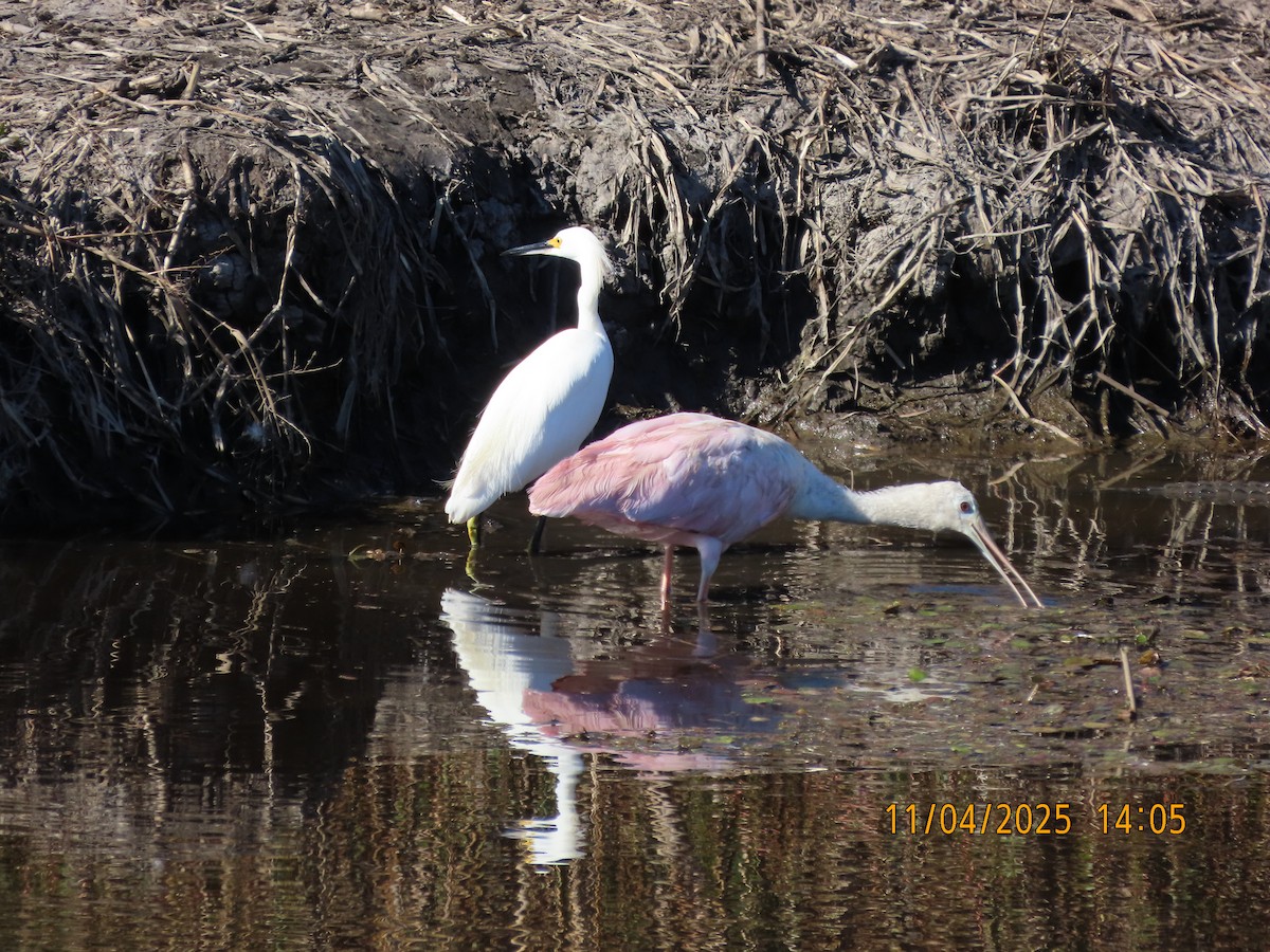 Rosalöffler - ML644669064