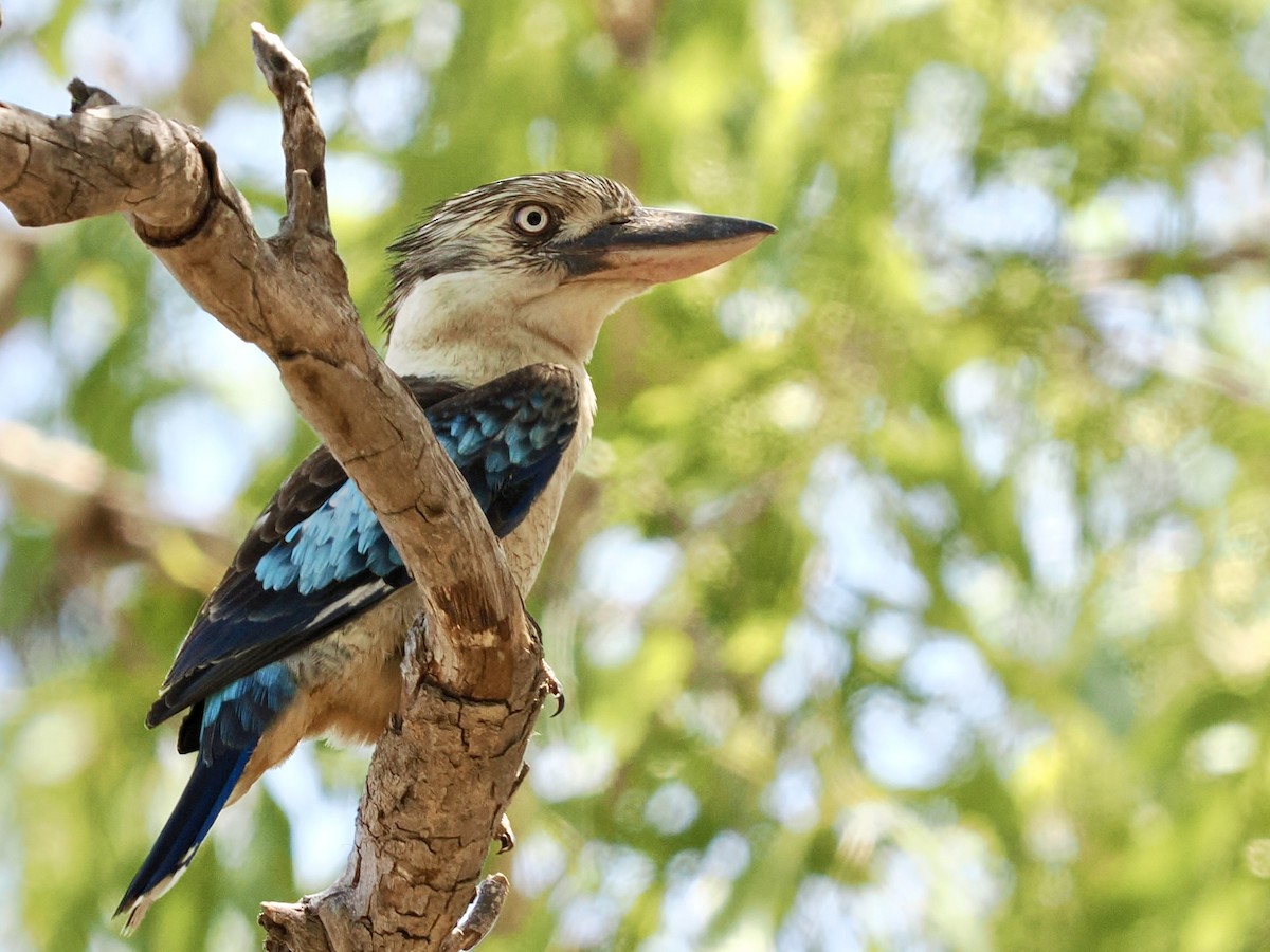 Blue-winged Kookaburra - ML644669066