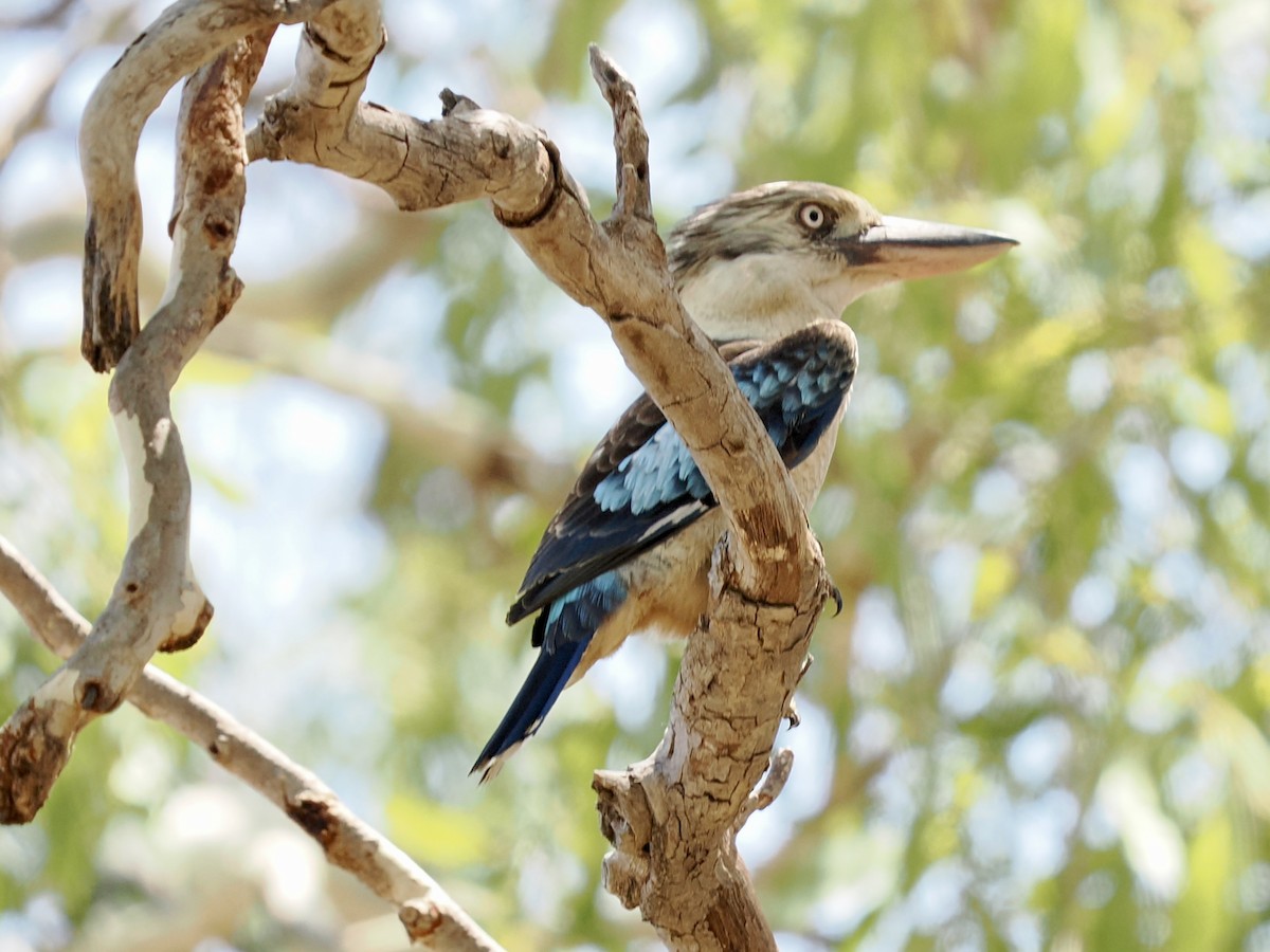 Blue-winged Kookaburra - ML644669067
