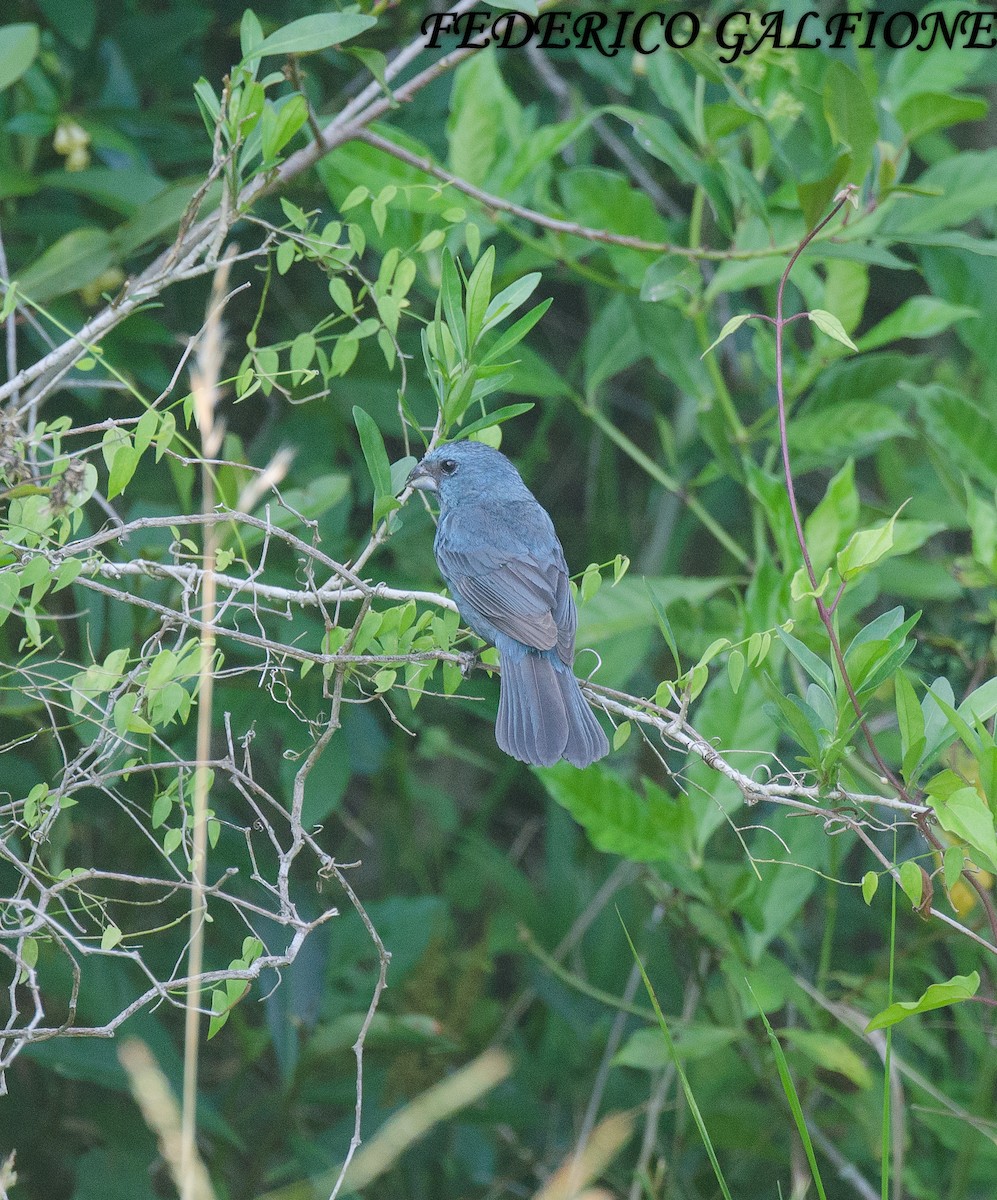 Glaucous-blue Grosbeak - ML644669070