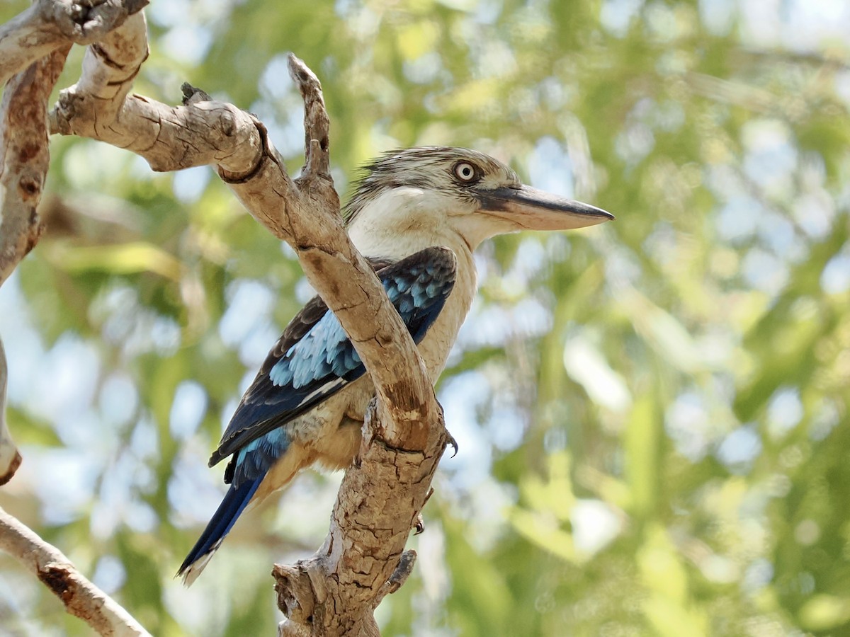 Blue-winged Kookaburra - ML644669073
