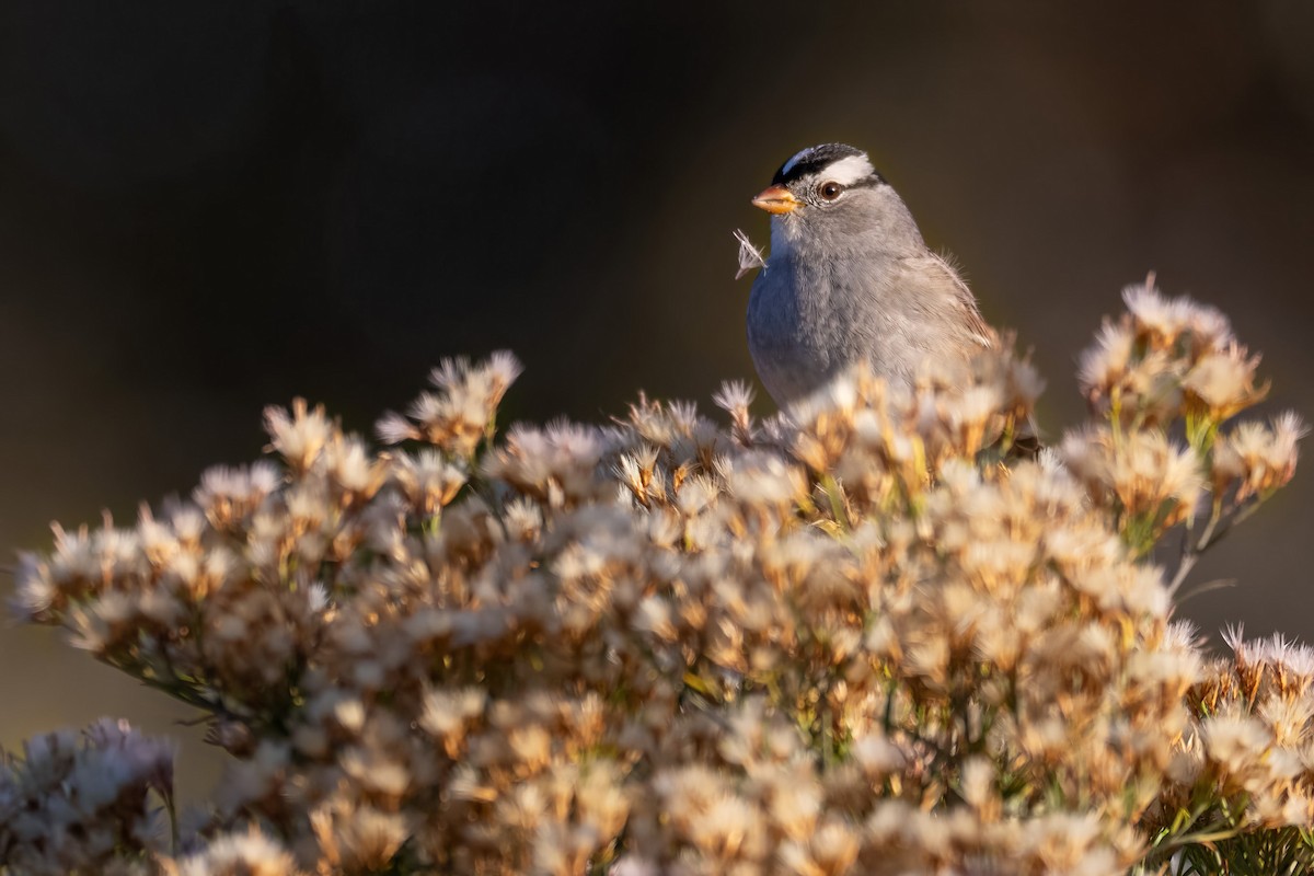 White-crowned Sparrow - ML644669077