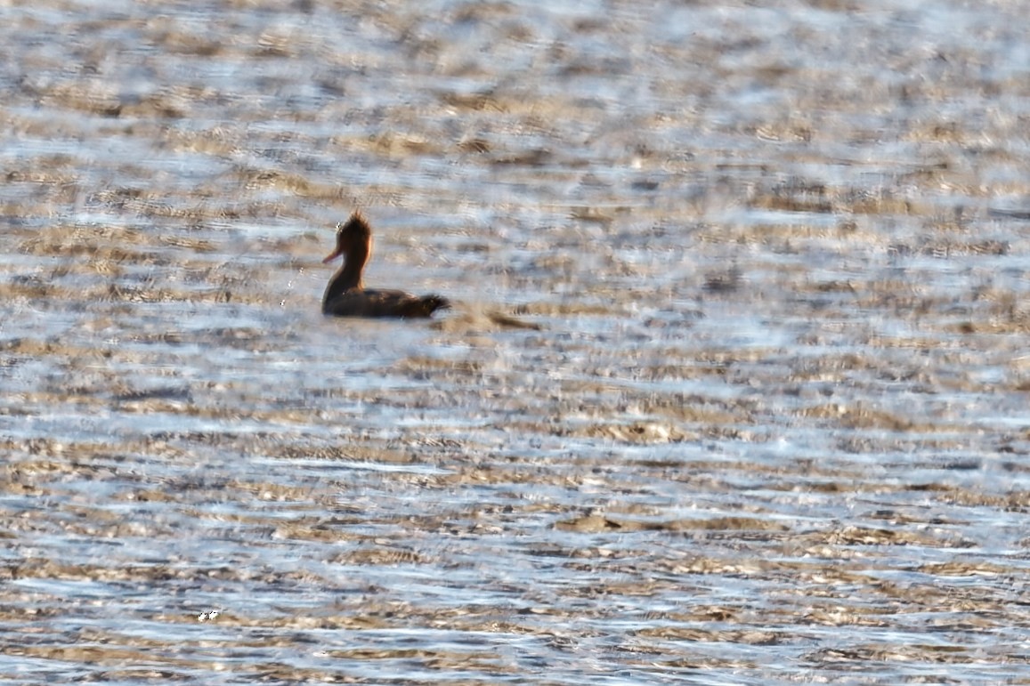 Red-breasted Merganser - ML644669080