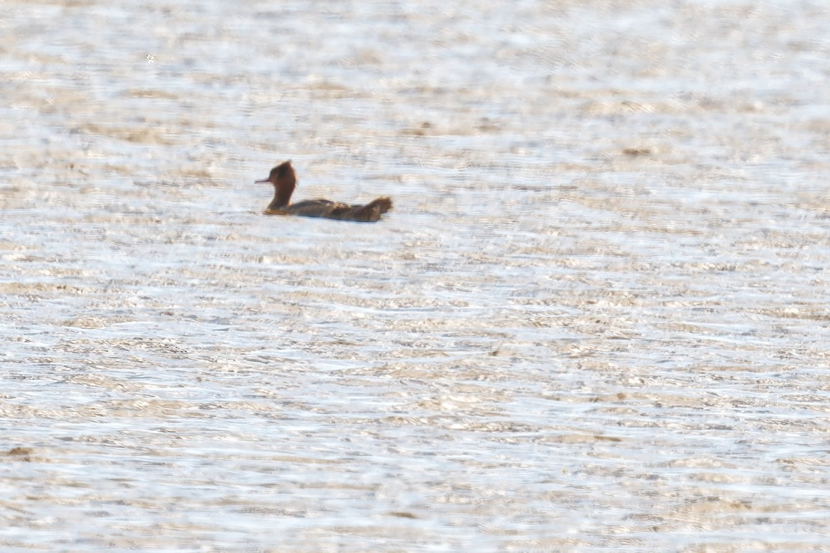 Red-breasted Merganser - ML644669081