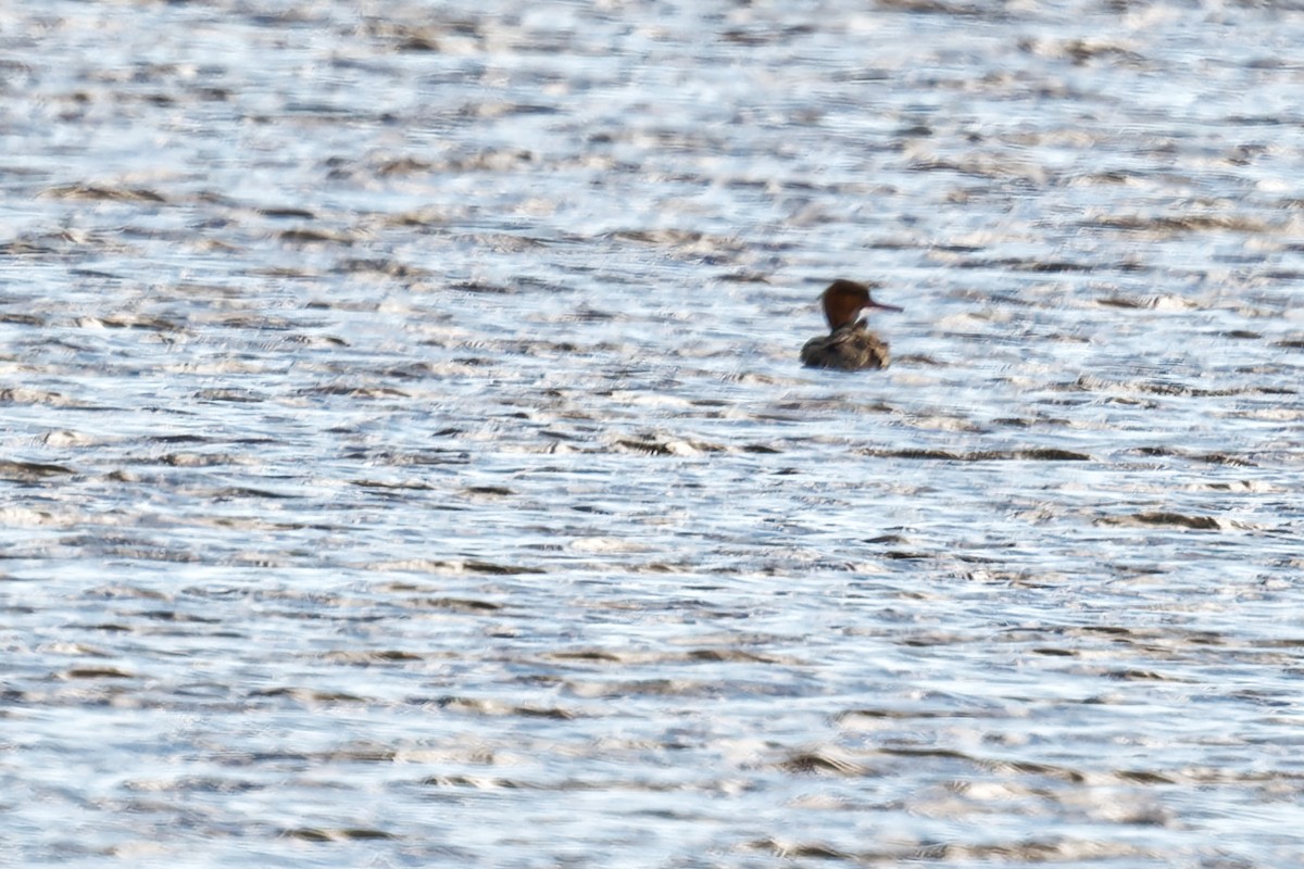 Red-breasted Merganser - ML644669082