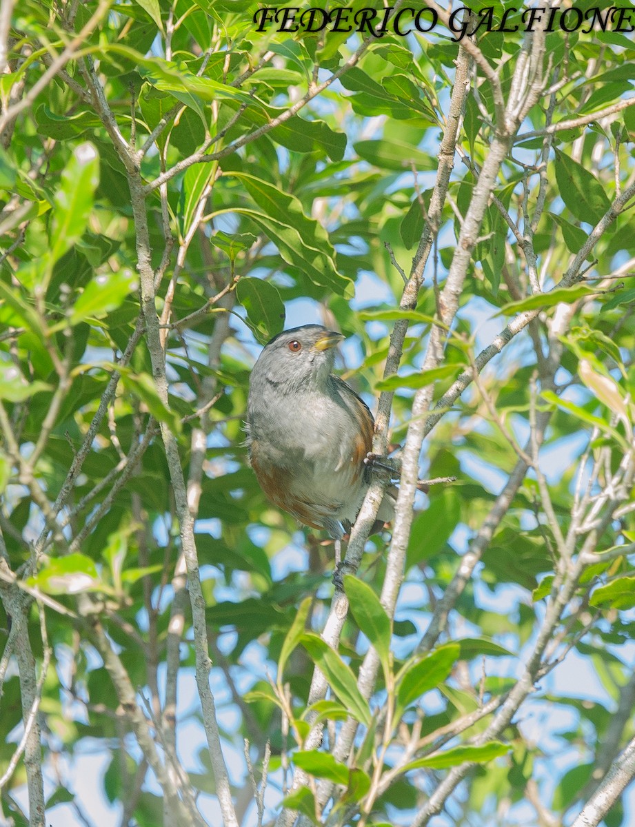 Gray-throated Warbling Finch - ML644669092