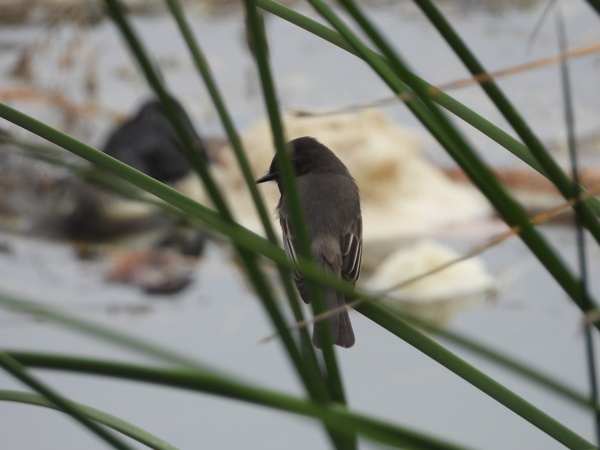 svartfibi - ML644669098