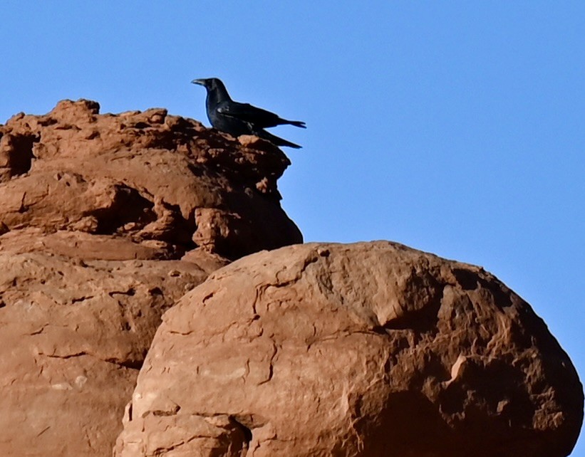 Крук звичайний - ML644669100