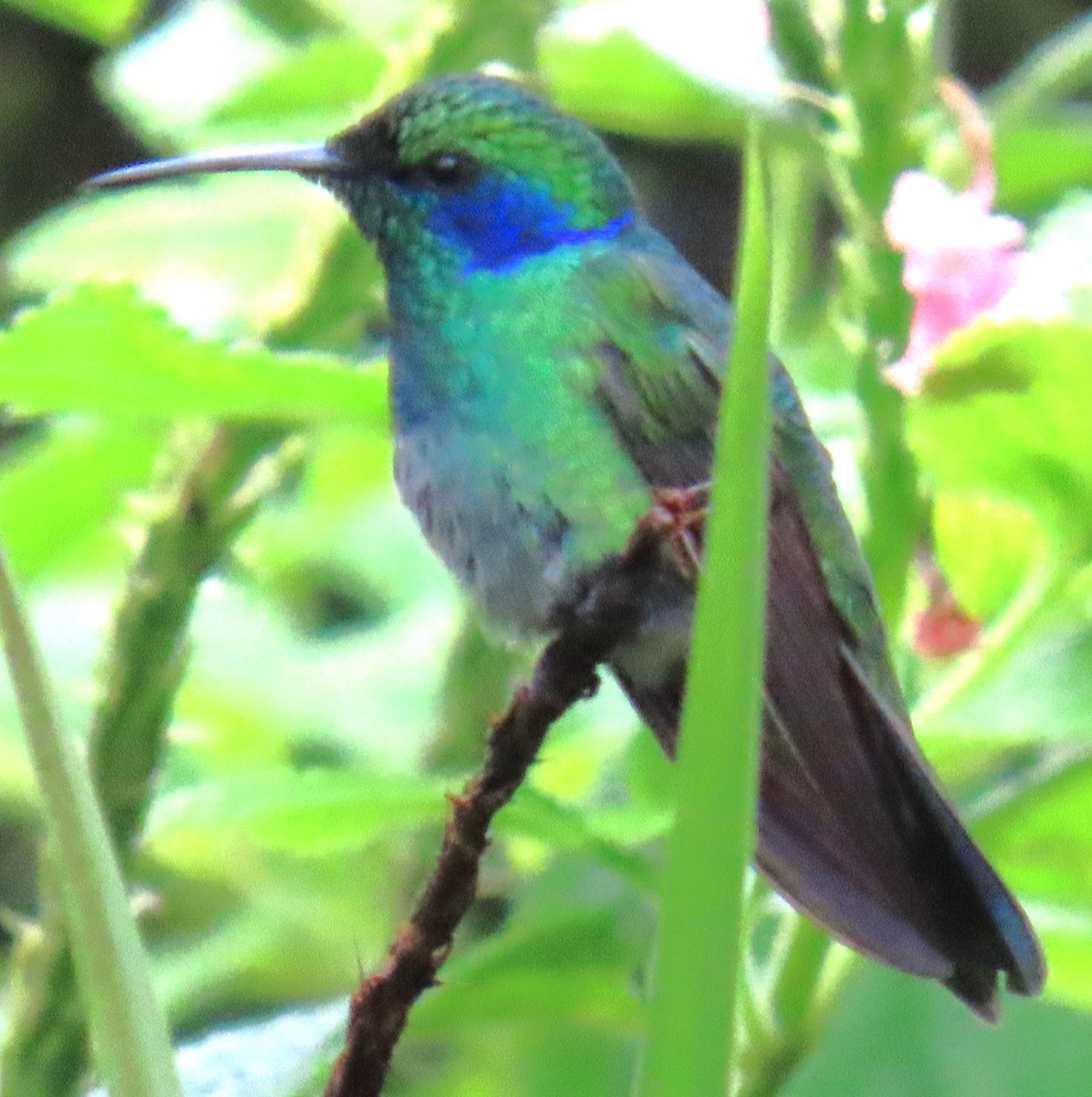 Lesser Violetear - ML644669108